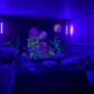 Portable Black Light Bar Setup 5